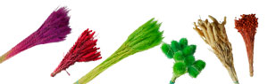 Trockenblumen: gefärbte Kardendisteln, Karden, Disteln, Wildkarden, Trockengräser